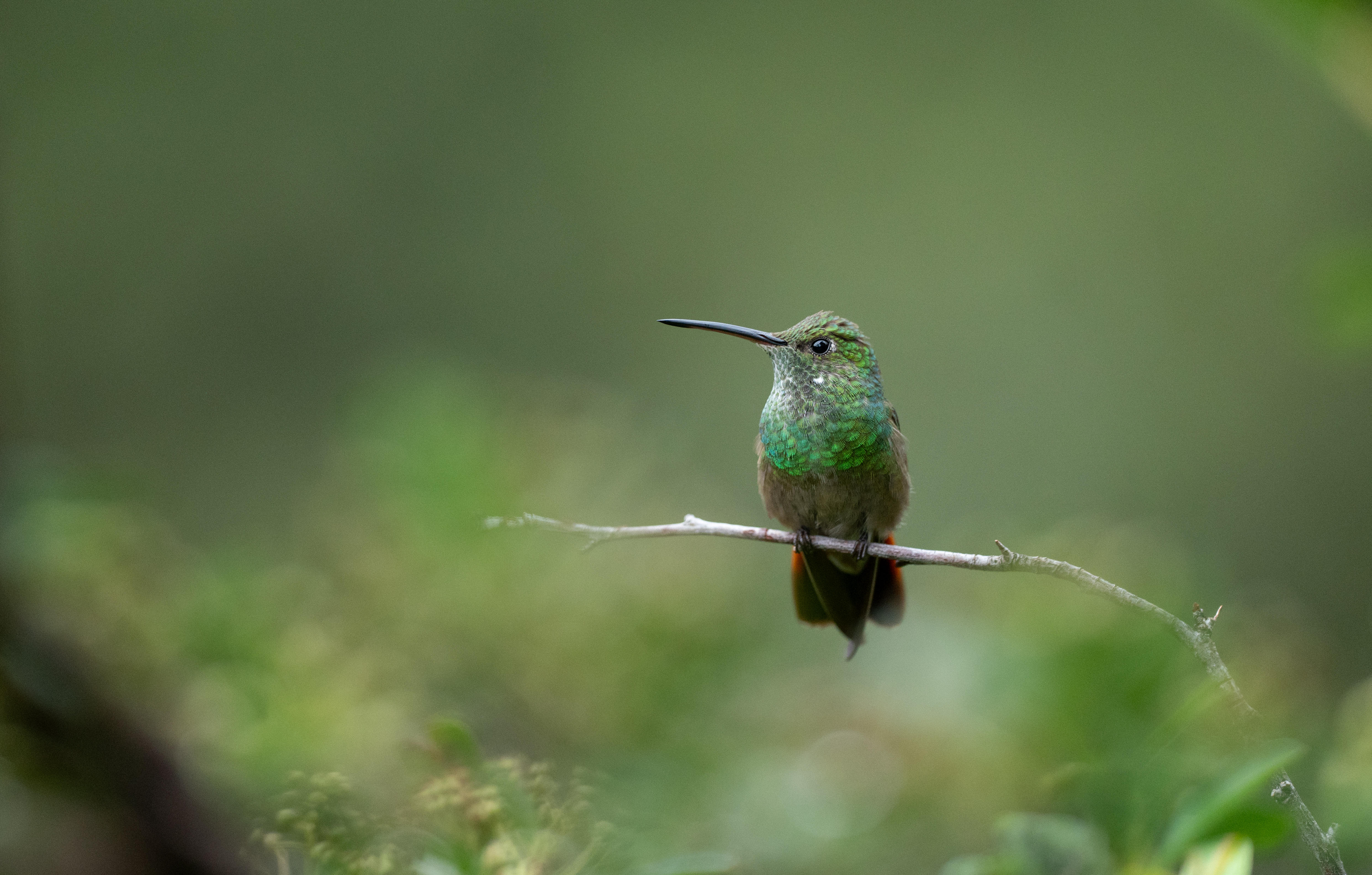 Berryline hummingbird